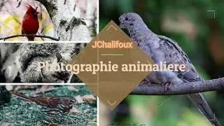 Regardez les oiseaux et relaxer (48minutes)