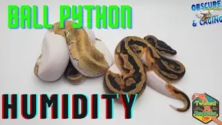Ball Python Humidity
