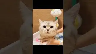 Cute cat bathing #shorts @slwizcat