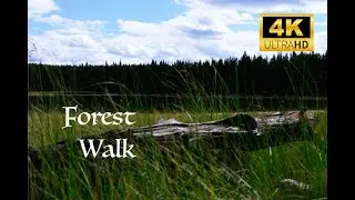 Experience Ultimate Relaxation: Tranquil Forest Walk to Nolan Lake with Soothing Music