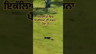 shorts,ਜਿੰਦਗੀ ਦੇ ਵਿੱਚ ਇਕੱਲਿਆਂ ਹੀ ਲੜਨਾ ਪੈਂਦਾ,|| youtubeshorts #chard da punjab31