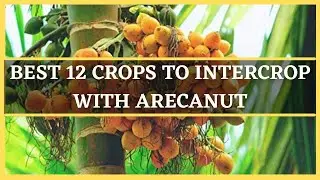 ARECANUT INTERCROPPING: BEST 12 CROPS TO INTERCROP WITH AREACANUT |  MIXED CROPPING IN ARECANUT