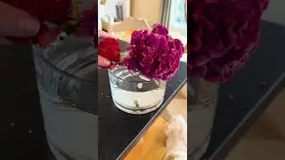 How to make your flower arrangement look professional at home! #floral #flowerarranging