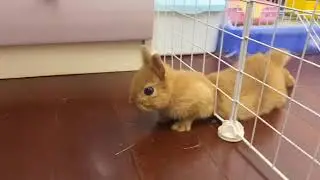 Watch This Rabbit Escape Prison