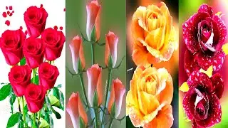 Happy Rose Day!! whatsapp status video || Wallpaper, Quotes, Romantic Music #rose