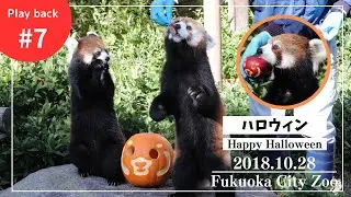 [2018.10.28] Хэллоуин с красной пандой🎃