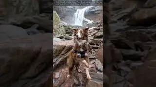 Join Brain Training For Dog | Train Your Dog Now #shorts