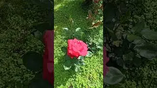 Hybrid tea rose Osiria (Kordes 1978), purchased in Ob, corresponds to the declared variety.