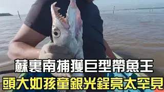 蘇裏南捕獲巨型帶魚王，頭大如孩童銀光锃亮太罕見#阿牛愛捕魚 #趕海 #蘇裏南 #熱門