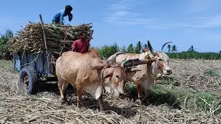 Country Bullock Cart Fully Loading Sugarcane