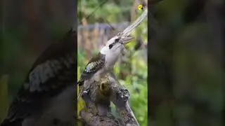 Amazing facts about Laughing kookaburra Bird #trending #facts #birds #wildlife #new #tamiltalk