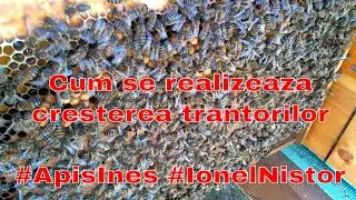 Cum se realizeaza cresterea trantorilor 03 aprilie 2017 #ApisInes #IonelNistor
