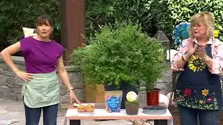 Girl Next Door 1-Piece Polaris Patio Blueberry Bush Live Plant on QVC