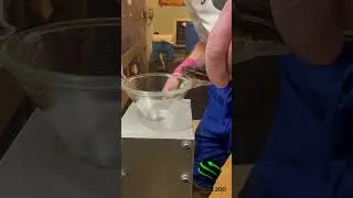 Malayan pit viper venom extractions #venomislife #venomouscreatures #snake