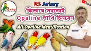 কিভাবে সহজেই Opaline পাখি চিনবেন All Opaline Identification RS Aviary Lovebird