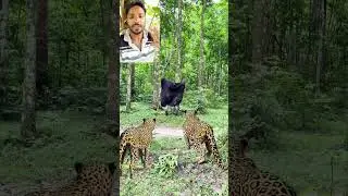 #viral #tiger #shorts #foryou #viralvideo #video #trending #funny #reels #animals #youtube #vlog #r