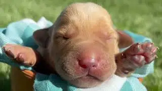 Newborn Puppy Dipped in Golden Sunshine? Sadie's Gorgeous Golden Red Male Pup #labpuppies