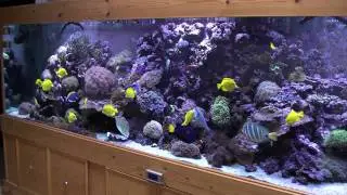 My reef tank May 2010