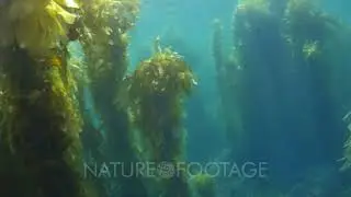 Giant Kelp Forest (Macrocystis pyrifera) Traveling through (1 of 6)