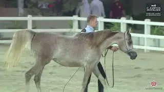 N 123 MH DOHA   KAHBS 2025   Kuwait AH Breeders Show   Yearling Fillies   Section B Class 1B