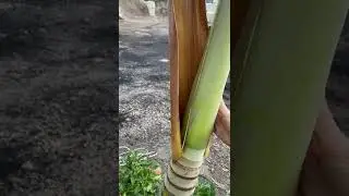 How to take care of Christmas Tree Palms (Adonidia) by Removing the Fronds | Alborn Supply | #Shorts