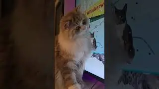 Aslan & TV time🐱📺 #shorts #cat #shortsvideo #shortsyoutube #cats