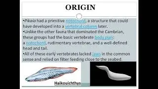 Ostracoderms - origin & features