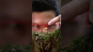 Razor-Sharp Macros: Stacking Focus 📸 🍄&zwj;🟫 #macrophotography