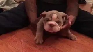 Lilac Tri English Bulldog male sold www.jbbullies.com