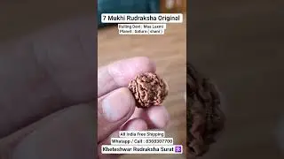 7 Mukhi Rudraksha for money 💰 #Money #faydee #shiv #original #real #shop #viral #feed #Mahashivratri