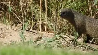 Egyptian Mongoose at Park Lachis,Asdod,ISRAEL