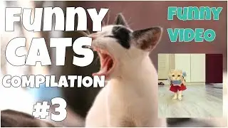 Funny cats compilation # 4 😺 7 second of happiness FUNNY Video 😂