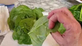 How to properly store fresh from the garden spinach