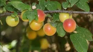 שזיף הדובדבן 🍒 גן הבוטני בירושלים 🌿  Prunus cerasifera&rlm; #garden #prunus #fruit