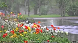 Spring in Cornwall Park