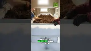 Cheap Continuous Flow Vermicomposting with Wedges! #vermicomposting #business  #composting