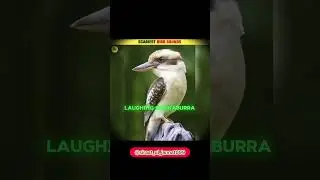 This Is The Scariest Bird Sounds #shorts #short #shortvideo #shortsfeed #trending #fyp #ytshorts
