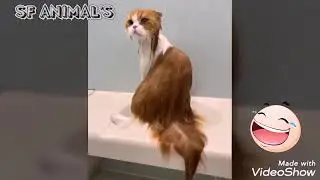 Cats just don't want to bathe - Funny cat bathing compilation