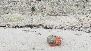 strawberry hermit crab