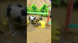 cow talking to  shower with water from mini motor of hand pump#ruralminiproject #shorts