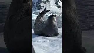 Adorable Moves | This Cute Animal Plays on Ice #animal #cute #wildlife