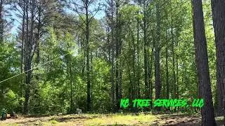 80ft Pine Tree Removal in Grant, AL | RC Tree Services, LLC