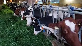 Kravja farma/Brittnau/Swiss🇨🇭