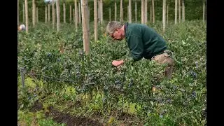 Alles over bio &ndash; De blauwe bessen van CHRIST LAVENS (O&rsquo;bio)