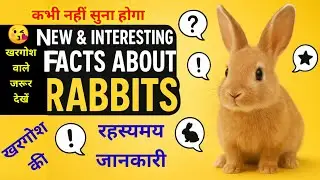 10 interesting secrets about rabbits !! New Interesting Facts About Rabbit In Hindi/Urdu / RK Pet...