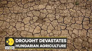 WION Climate Tracker | Extreme heat leaves Hungary's lake Velence completely dry | World News