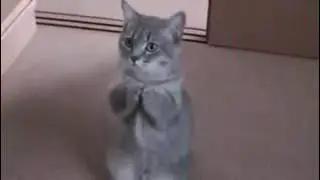 Pleading cat