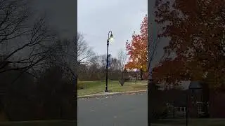 Candian Geese Mount Holyoke College