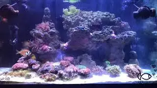 REEF-ROIDS Direct Feeding
