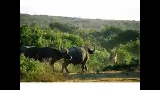 Lions,Research,  Prey Preferences, Dr Matt Hayward, Lecturer in Conservation Bangor University,